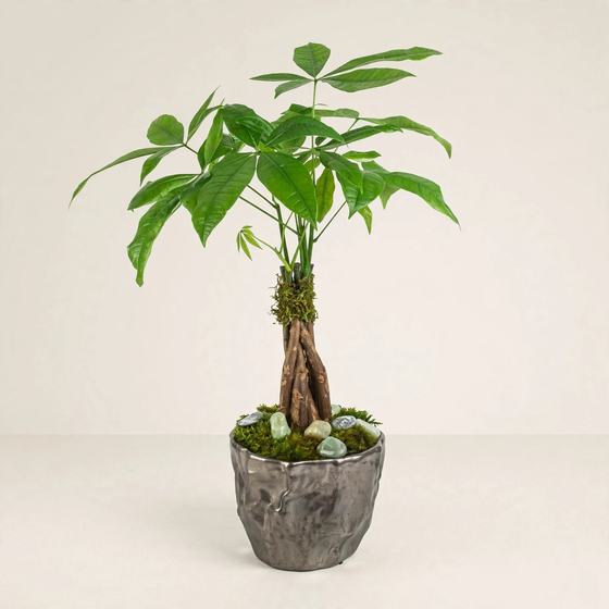 Prosperity Money Tree Plant with a braided trunk in a metallic pot on a cream background