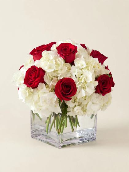 Red roses and white hydrangea arranged in a glass cube on a cream background