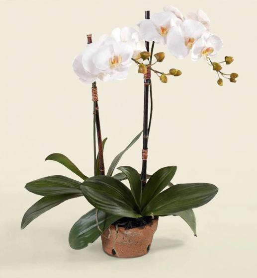 White phalaenopsis orchid plant in a terracotta pot on a cream background